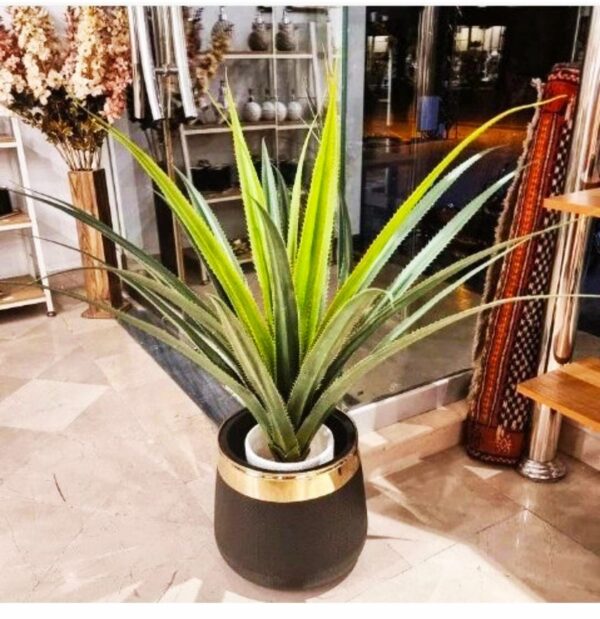 Planter for indoor plant