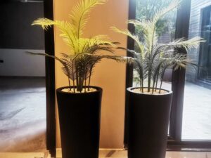 Planter for indoor plant